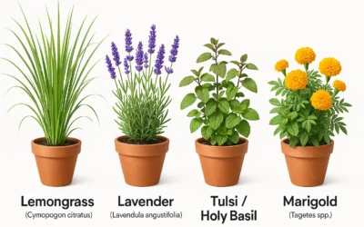 Do Mosquito-Repelling Plants Really Work?