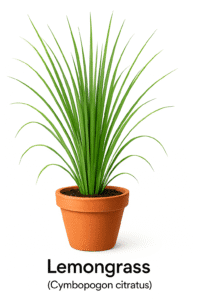 Mosquito-Repelling Plants,
Do Mosquito-Repelling Plants,
how Mosquito-Repelling Plants,
Mosquito-free garden